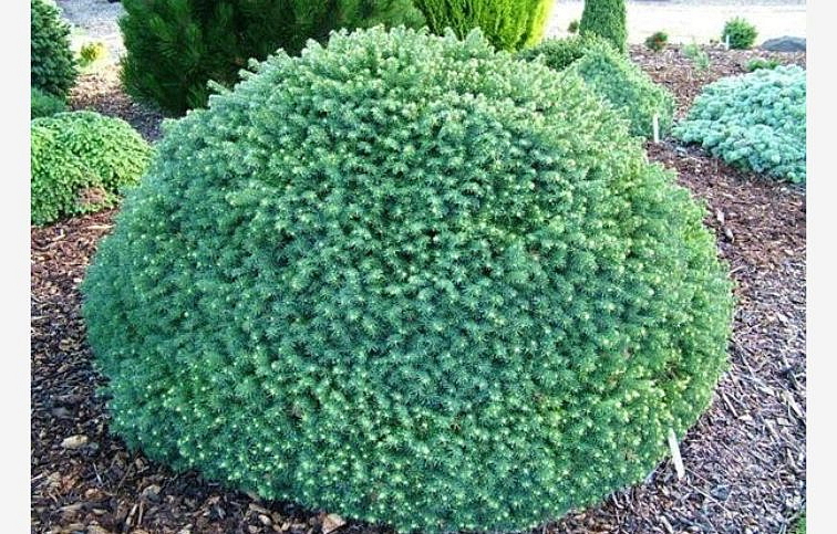 Smrek omorika Karel 20-40 cm, kont. 2 l