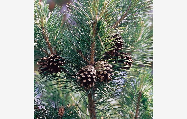 Borovica lesná 60-80cm - Pinus sylvestris kont. 3 l