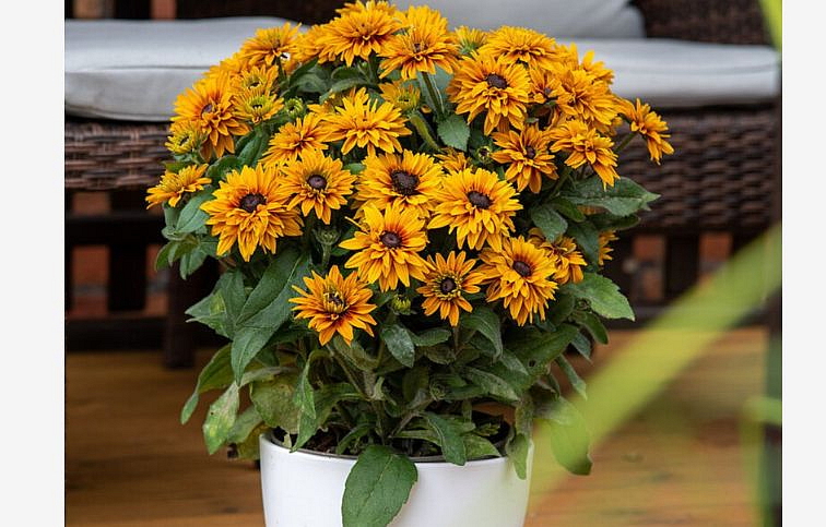 Rudbekia Flamenco Bright Orange - Rudbeckia, kont. 1 l