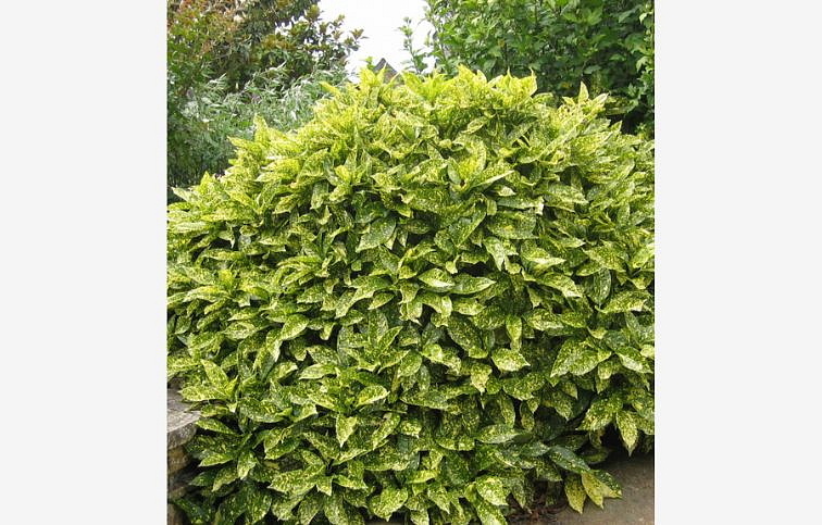 Aukuba japonská Variegata 30-40cm, kont. p17