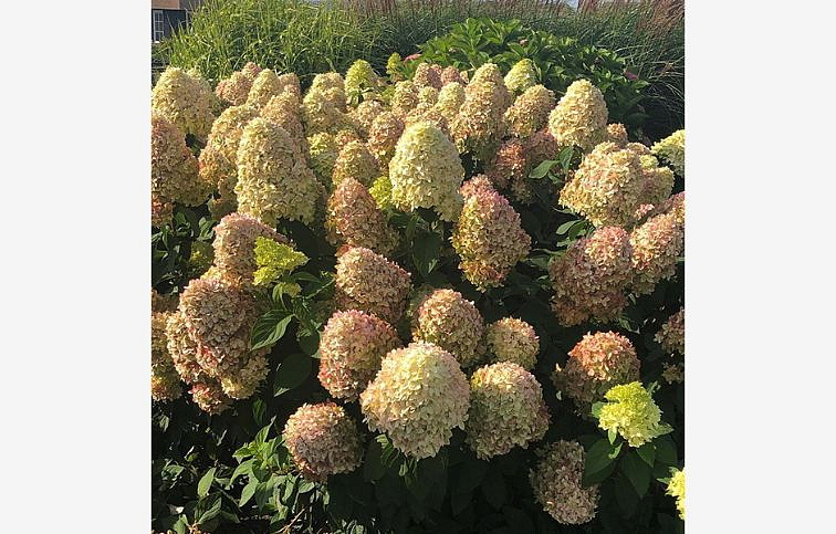 Hortenzia metlinatá Magical Candle 25-35 cm, kont. C2