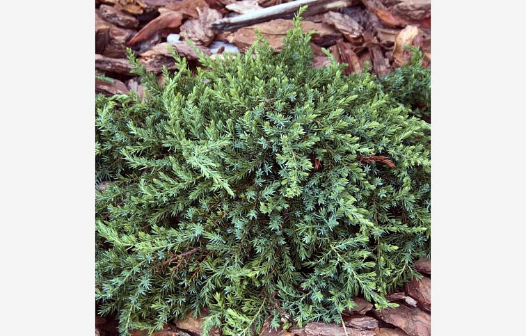 Borievka obyčajná Greenmantle, kont. 2 l