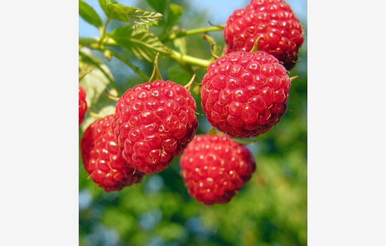 Malina Autumn Bliss 25-30 cm, kont. 1 l