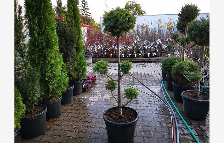 Jedľa kórejská bonsaj 130-170 cm, kont. 55 l