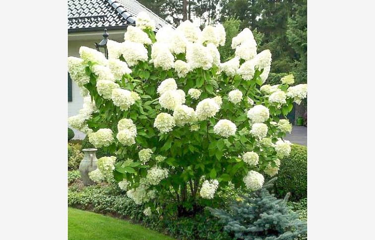 Hortenzia metlinatá Polar Bear 30-40 cm, kont. C3