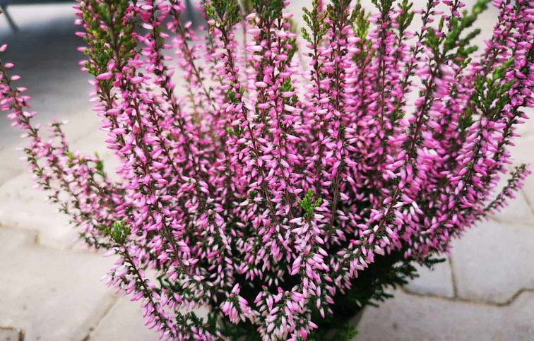 Vres Garden Girls ružový 20-30 cm, kont. p11