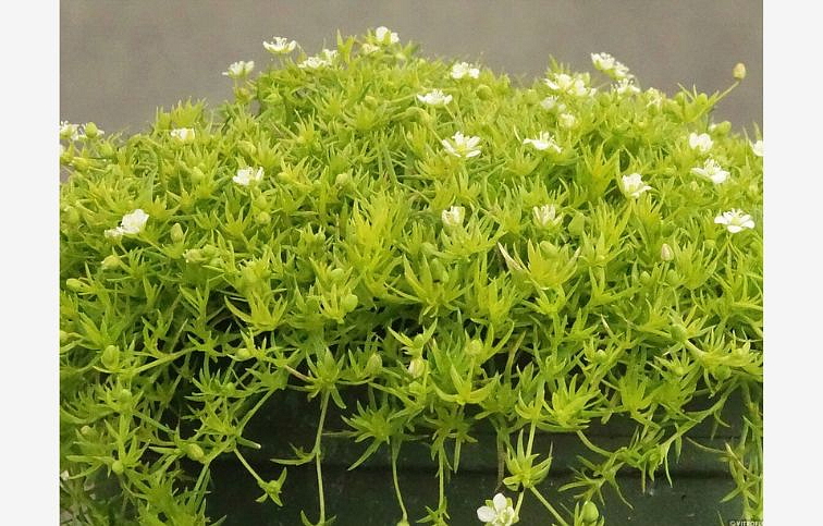 Machovička šidlovitá Lime Moss - Sagina, kont. 0,5 l