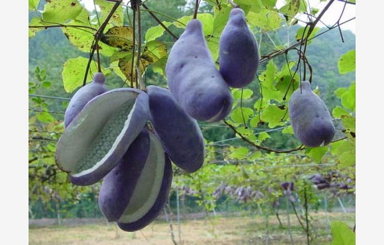 Akébia päťpočetná 70-90cm - Akebia quinata kont. 2 l