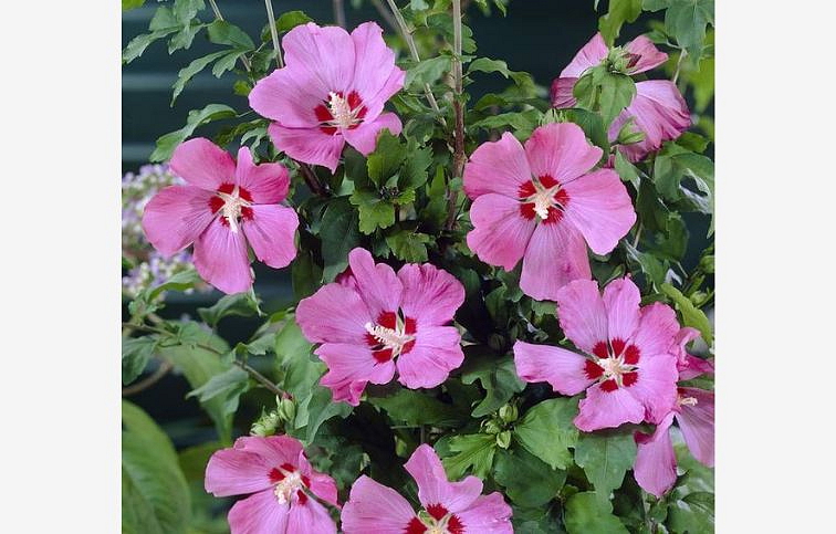 Ibištek sýrsky WOODBRIDGE na cca 60 cm kmienku, výška 120-130 cm, kont. C5