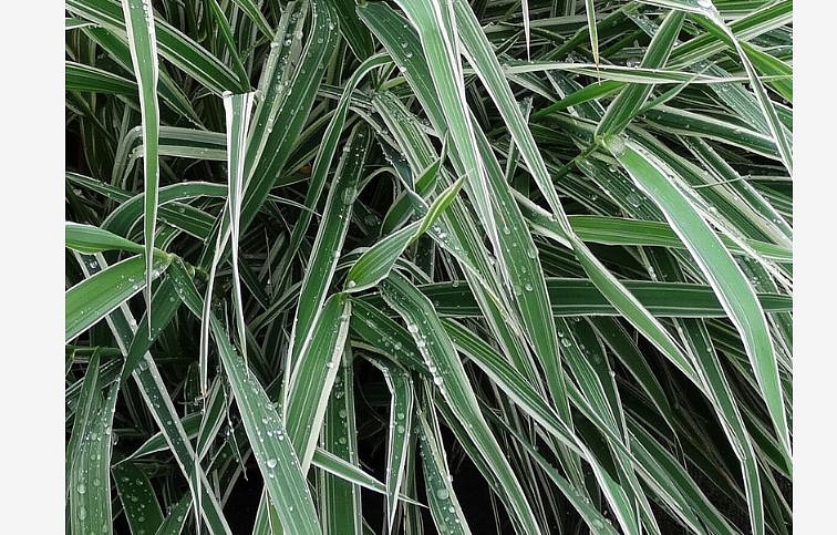 Chrastnica rákosovitá Picta - Phalaris, kont. 1 l