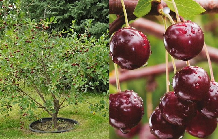 Višňa kríková Carmine Jewel 60-90 cm, kont. 2 l