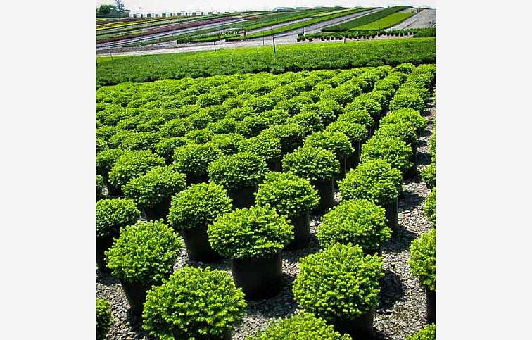Smrek biely Little Gem - Picea abies kont. 2 l