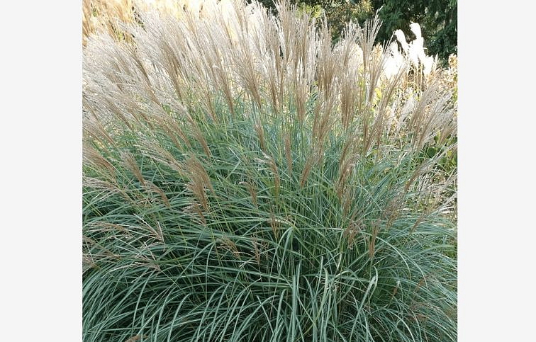 Ozdobnica čínska Graciella - Miscanthus sinensis, kont. 1 l