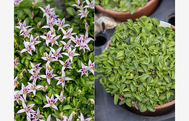 Hypsela reniformis, kont. 0,5 l