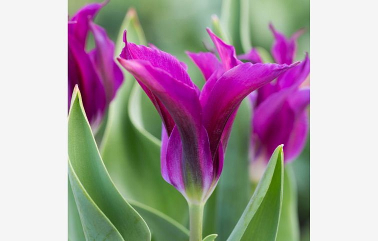 Tulipán Purple Doll 3 ks v kont. 0,5 l