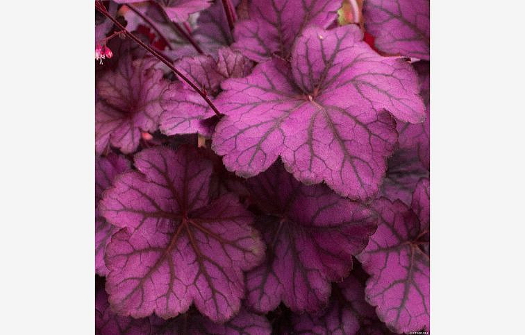 Heuchera Wild Rose, kont. 0,5 l
