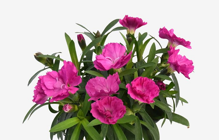 Klinček Pinocchio Amethyst - Dianthus, kont. 0,5 l