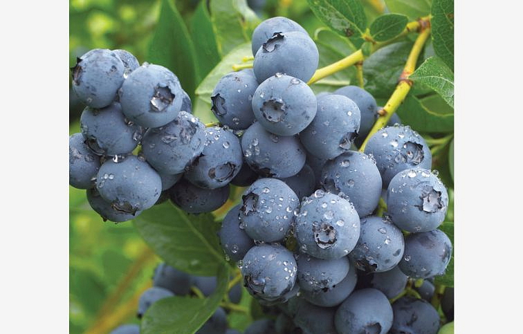 Čučoriedka kanadská Duke 40-80cm, kont. 3 l