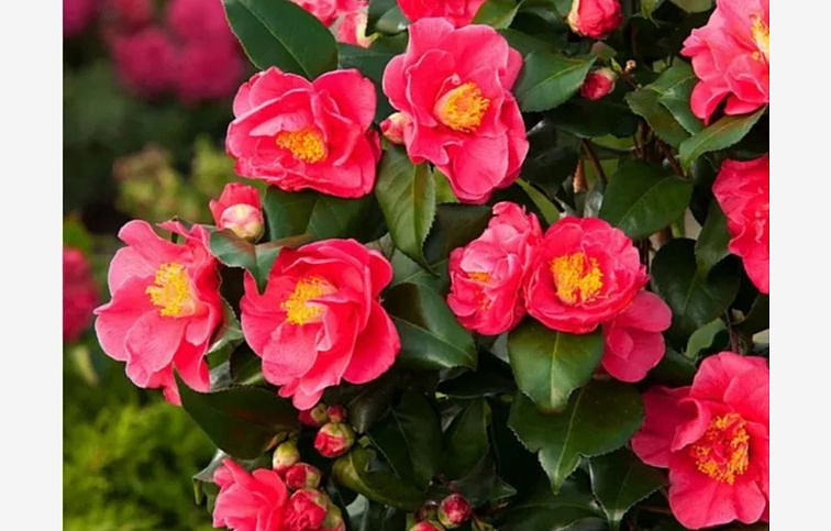 Kamélia japonská Dr. King 50-60 cm, kont. p15