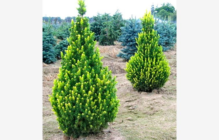 Smrek biely Rainbows end 20-40 cm, kont. 2 l