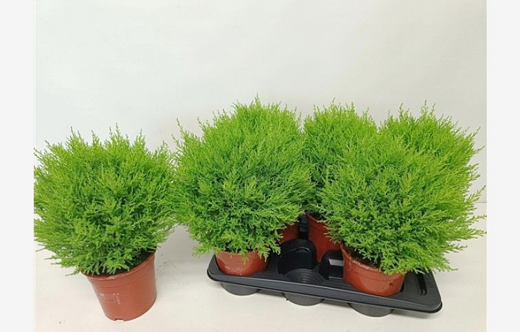 Cyprus Goldcrest Wilma guľa cca 20 cm, kont. p14