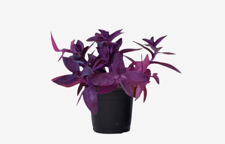 Tradescantia Purple Heart, kont. p12