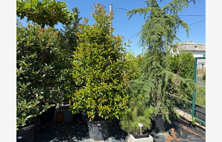 Červienka fraserová Red Robin, Ihlan 220-250cm, kont. 110 l