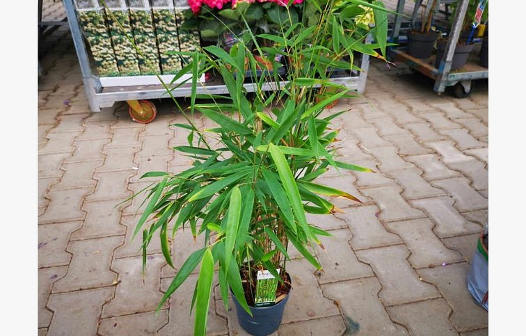 Fargesia robusta Pingwu neinvazívny - Bambus 30-50cm, kont. p14