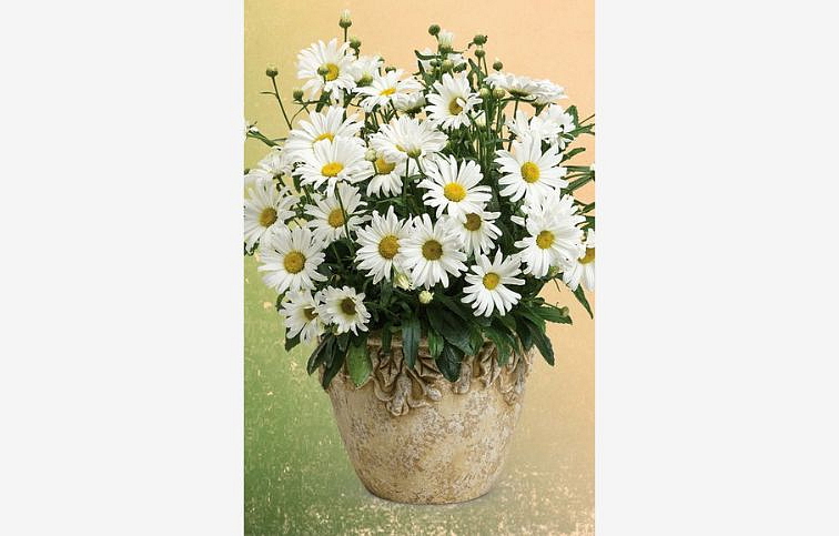 Margaréta Daisy May - Leucanthemum, kont. 0,5 l