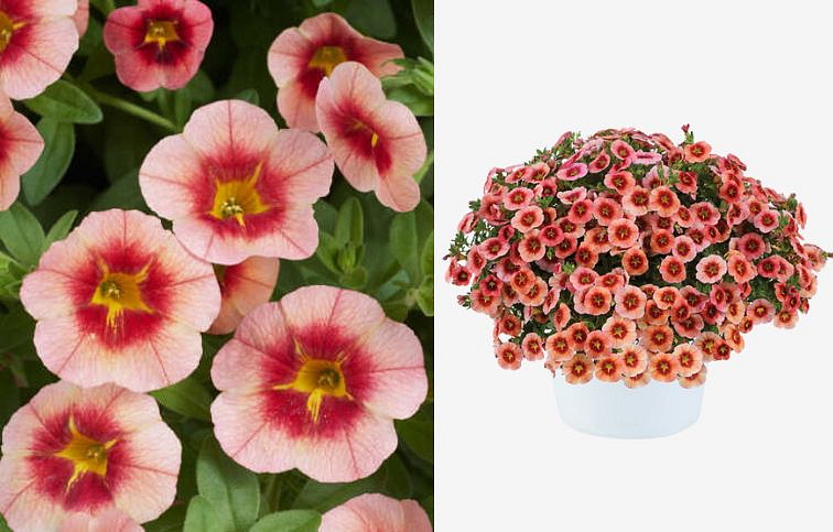 Minipetúnia Million Bells Eyeconic Peach - Calibrachoa, kont. 0,5 l