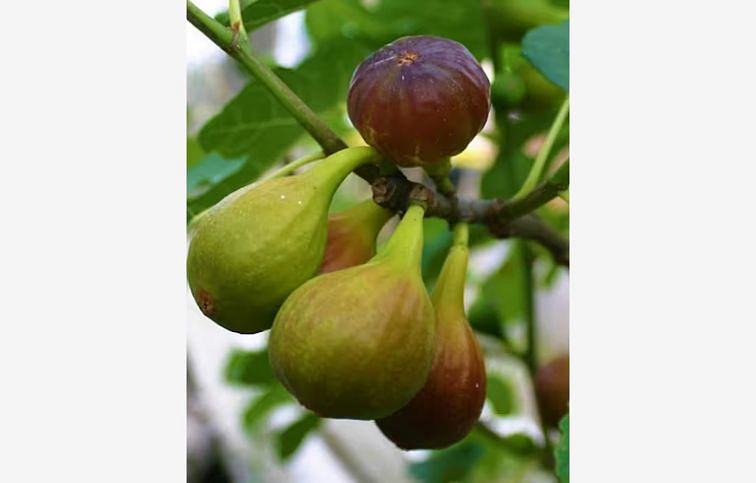 Figovník Dalmatie 40-60cm, kont. 9 l