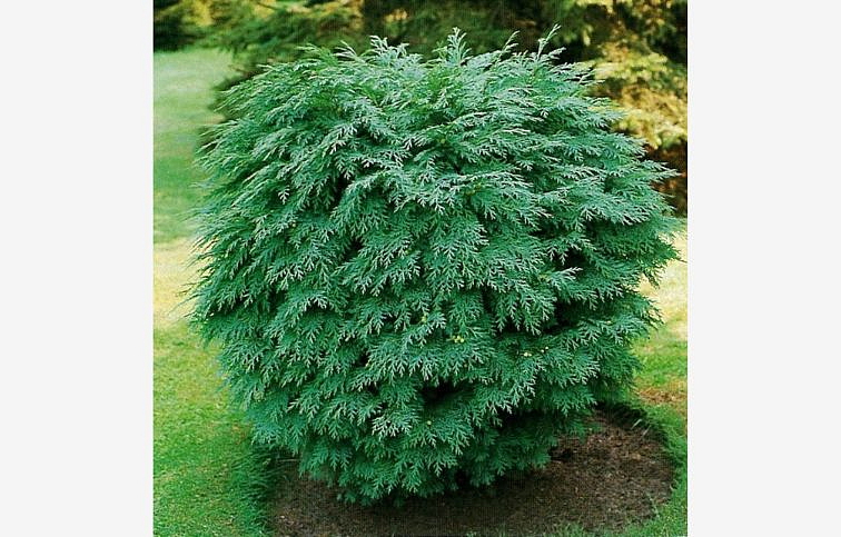 Cypruštek lawsonov Globosa 10-20cm - Chamaecyparis, kont. 2 l