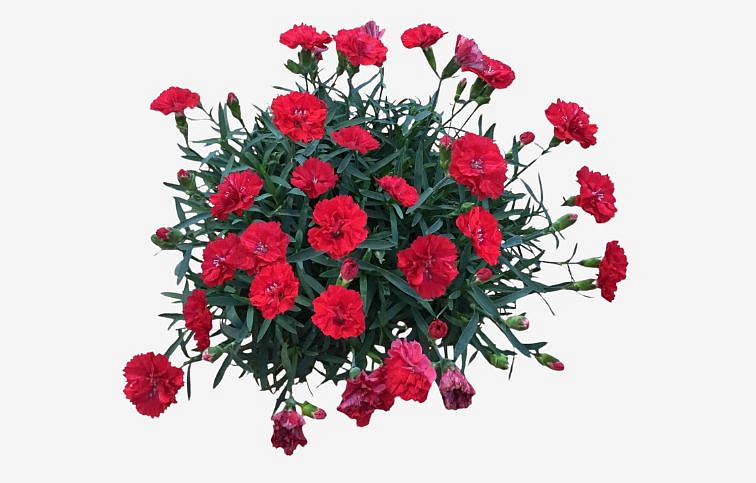 Klinček Pinocchio Fuoco - Dianthus, kont. 0,5 l