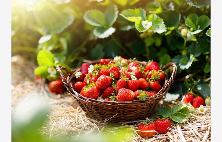 Jahody Honeoye - Frigo sadba A, zväzok 10 ks