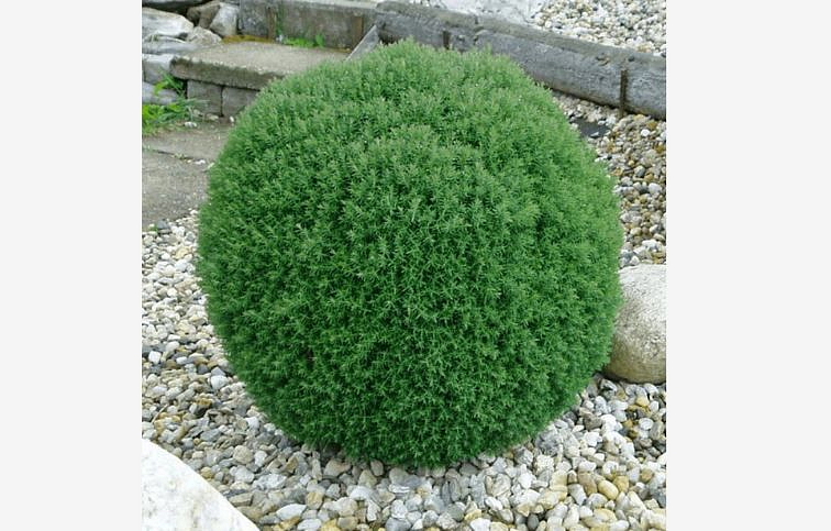 Tuja západná Teddy cca 20cm - Thuja occidentalis, kont. 2 l