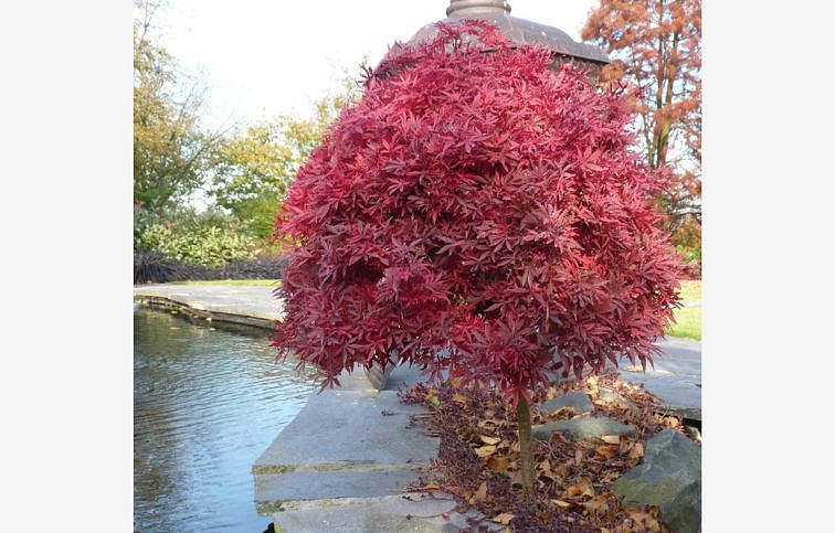 Javor dlaňovitolistý Shaina na cca 50cm kmienku, výška 90-110cm, kont. p19