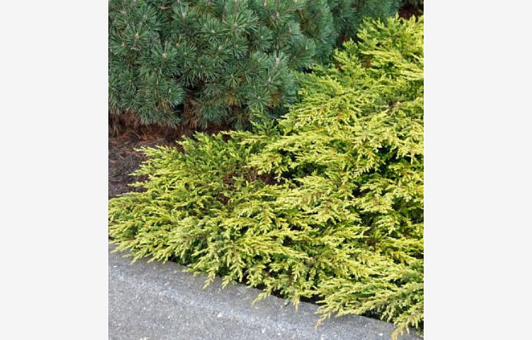 Borievka obyčajná Goldschatz, kont. 2 l