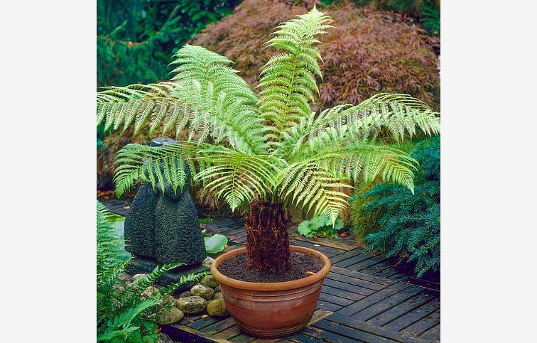 Dicksonia antarctica 30-40 cm, kont. p17