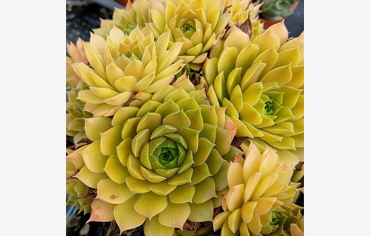 Skalnica Leo - Sempervivum, kont. 0,5 l