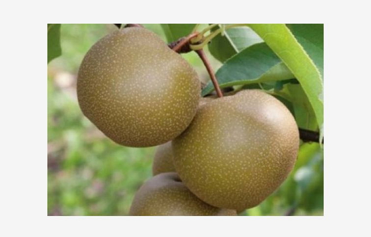 Hruška ázijská Kosui, podpník Kaukazská hruška, voľnok.