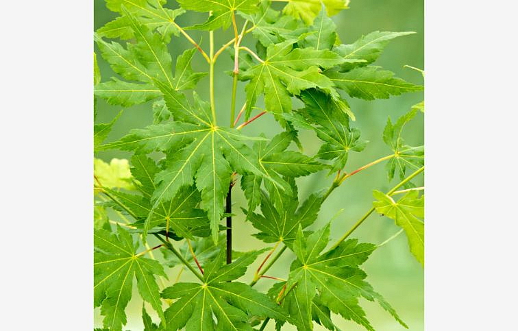 Javor dlaňovitolistý Going Green 30-40cm, kont. p15