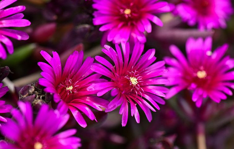 Poludňovka Desert Dancer Purple - Delosperma, kont. 0,5 l