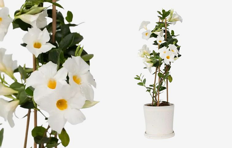 Mandevila Rio White - Dipladenia, kont. p10,5