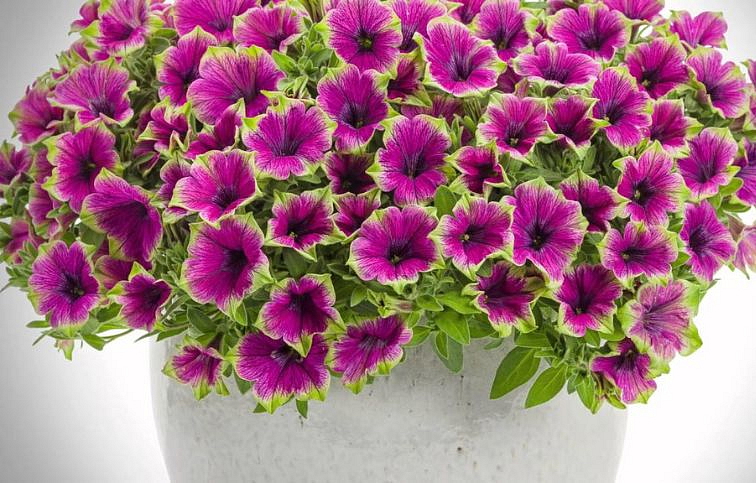 Petúnia Veranda Little Picasso, kont. 0,5 l