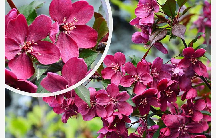 Okrasná jabloň Royalty 120-160 cm, kont. C4