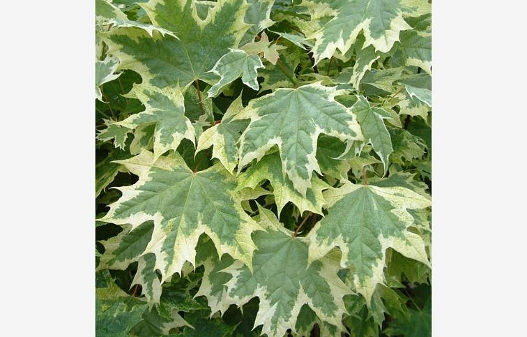 Javor mliečny Drummondii na cca 160cm kmienku, výška 180-220 cm, kont. C5