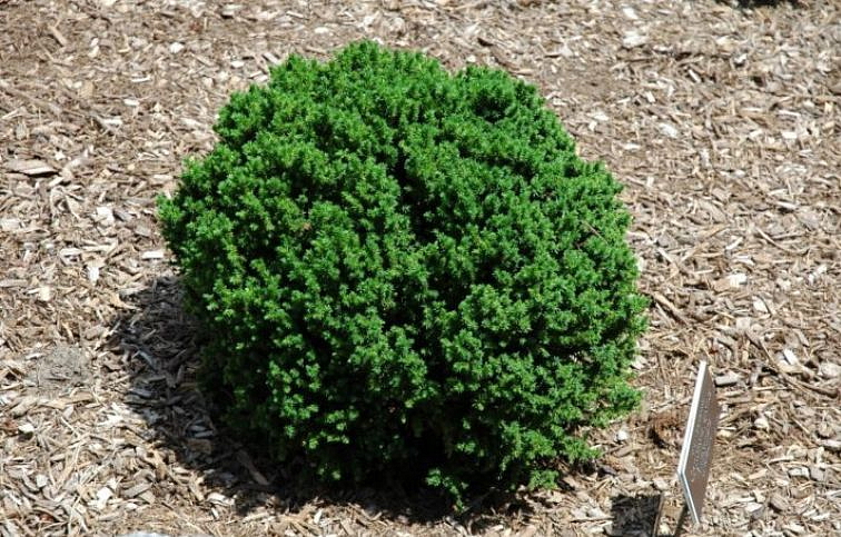 Kryptoméria japonská Vilmoriniana 15-20 cm, kont. C2,5