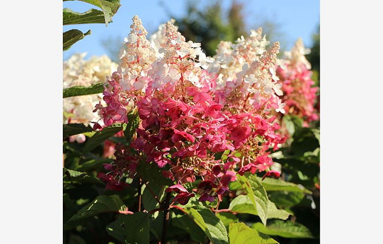 Hortenzia metlinatá Wims Red 20-30cm - Hydrangea paniculata kont. 2 l