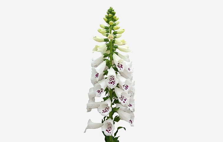 Náprstník Dottie White - Digitalis purpurea, kont. 1 l