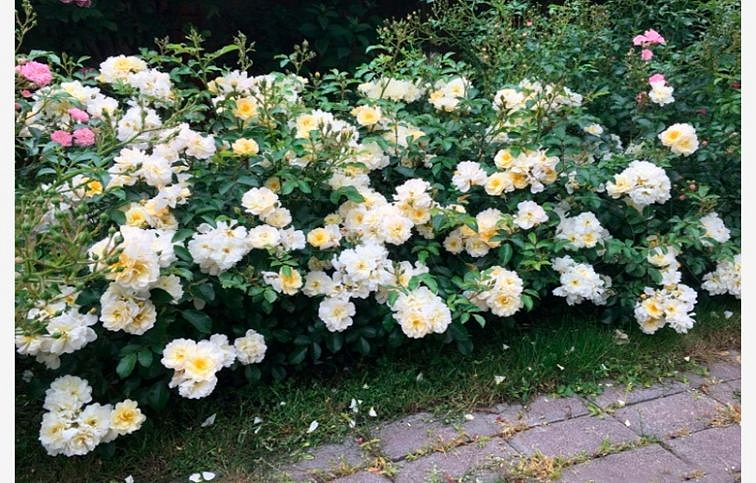 Ruža pôdopokryvná Drift Ivory - Rosa, kont. 2 l